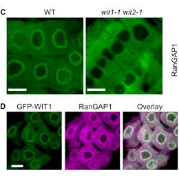 plant cell research by Qiao Zhao, Jelena Brkljacic, and Iris Meier