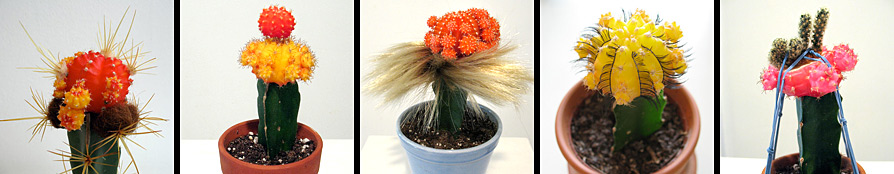 grafted cactus artwork
