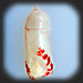 swim bladder removed from fish after killing it to eat