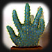 experiments in grafting living cacti and making fake rubber cacti