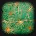installation exploring the engineering of dandelions into ornamentals