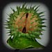 digital image installation of plant/human hybrids