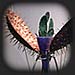 A machine for a cactus without spines