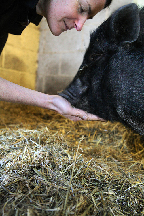 kira and the pig Deliah