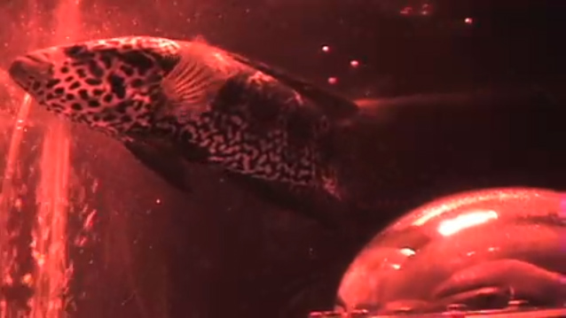 Robotic Pig Heart-jellyfish