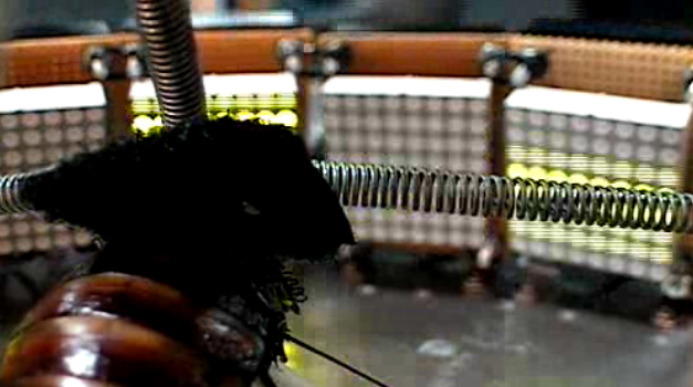 Cockroach Controlled Mobile Robot (2006)