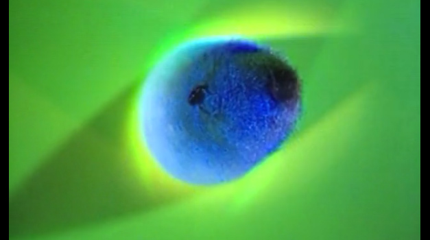 Maria Fernanda Cardoso